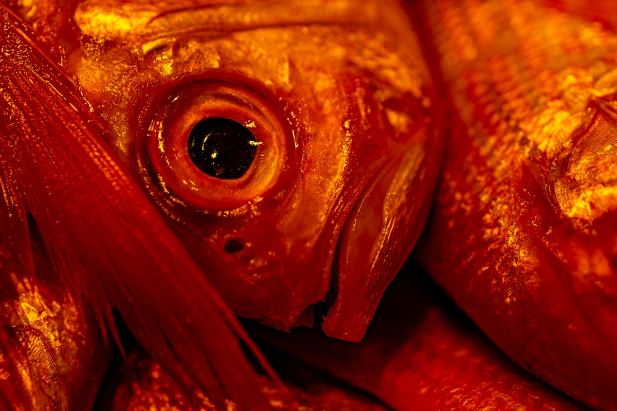 Variety of colorful nutrient-dense foods for eye health